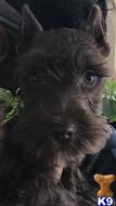 Jax available Miniature Schnauzer puppy located in DELAWARE