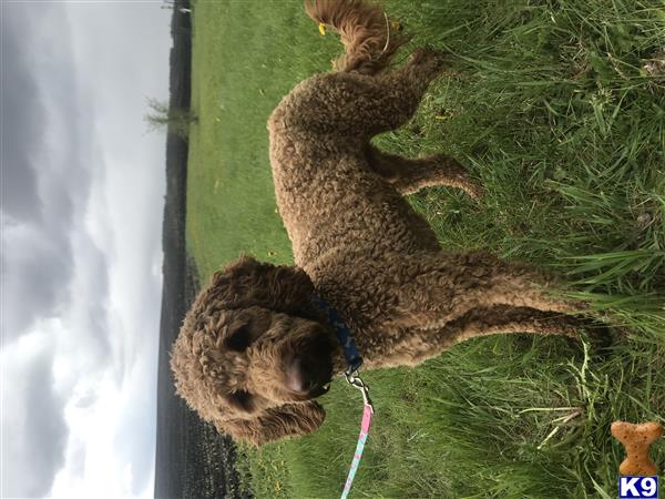 Poodle stud dog