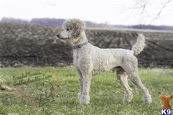 Poodle
