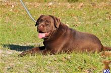 Labrador Retriever