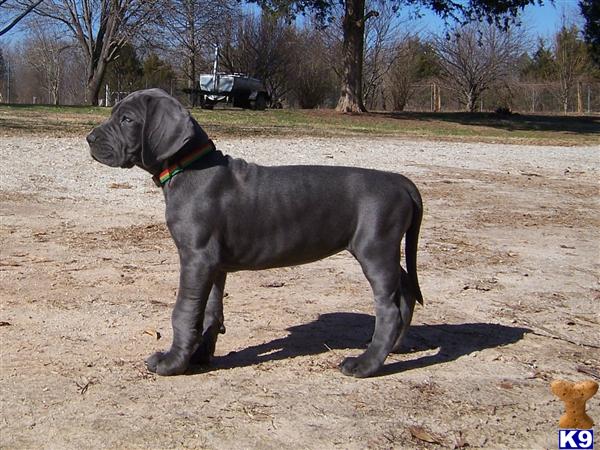 great dane puppies for sale in wv great dane puppies for sale akc 14 color fawn brindle breeds picture great dane puppies for sale in wv great dane puppies for sale akc 14 color fawn brindle breeds picture