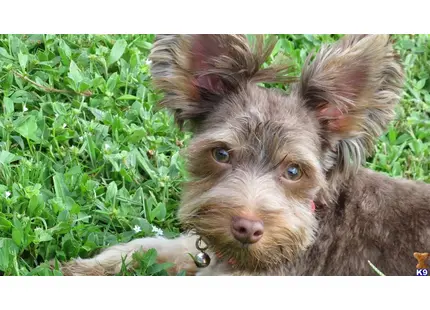 Sir Winston Godiva available Yorkshire Terrier puppy located in SEBRING