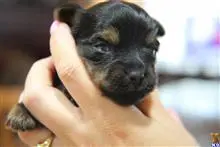 Yorkshire Terrier Puppies 3 F, 1 M available Yorkshire Terrier puppy located in SEBRING