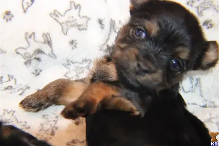 Yorkshire Terrier