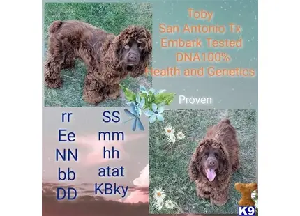 Toby  available Cocker Spaniel puppy located in SAN ANTONIO