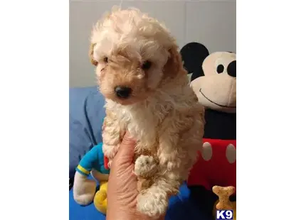 Toy boy available Poodle puppy located in SAN ANTONIO