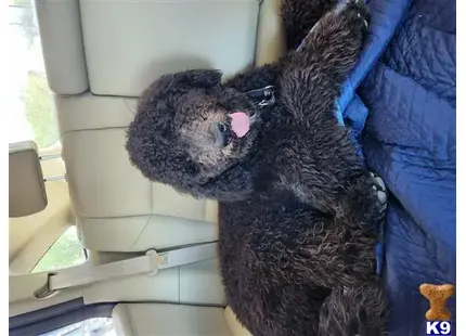 Jasper available Poodle puppy located in NASHVILLE