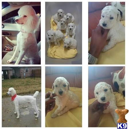 poodle puppy posted by Javunpoodle