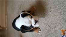 old english bulldog puppy posted by Jaymes69