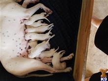 dogo argentino puppy posted by Jazie1822