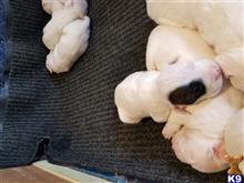 dogo argentino puppy posted by Jazie1822