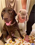 labrador retriever puppy posted by Jddiermier