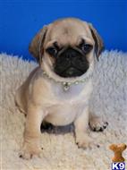 pug puppy posted by Jela