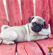 pug puppy posted by Jela