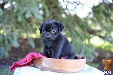 pug puppy posted by Jela