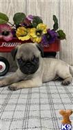 pug puppy posted by Jela