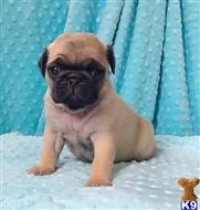 pug puppy posted by Jela
