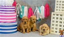 golden retriever puppy posted by Jennfausto