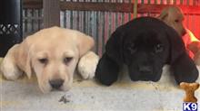 Labrador Retriever