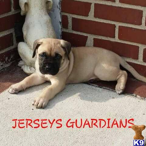 Jerseyguardian Picture 1
