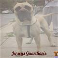 presa canario puppy posted by Jerseyguardian