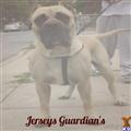 presa canario puppy posted by Jerseyguardian