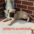 presa canario puppy posted by Jerseyguardian