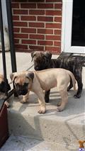 presa canario puppy posted by Jerseyguardian