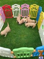 goldendoodles puppy posted by Jessica2000