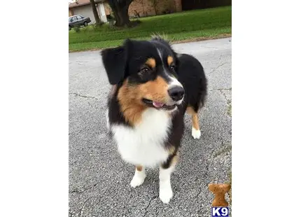 Rowdy available Australian Shepherd puppy located in Palm Bay
