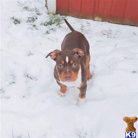American Pit Bull puppy for sale