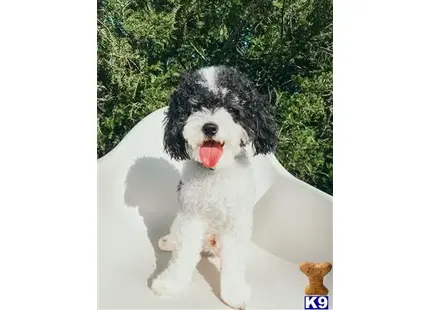 Poodle
