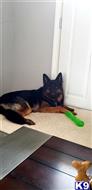 Jax available German Shepherd puppy located in MIDLAND
