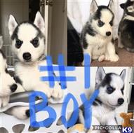 Siberian Husky