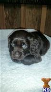 boykin spaniels puppy posted by JimmyWright