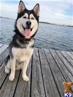Sony available Siberian Husky puppy located in SNEADS FERRY
