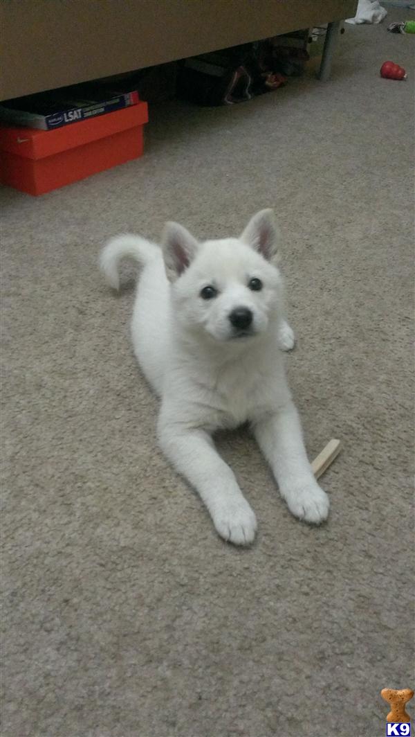 jindo puppies price jindo puppy for sale adopt a white jindo puppy looks like a 5 years jindo puppies price jindo puppy for sale adopt a white jindo puppy looks like a 5 years