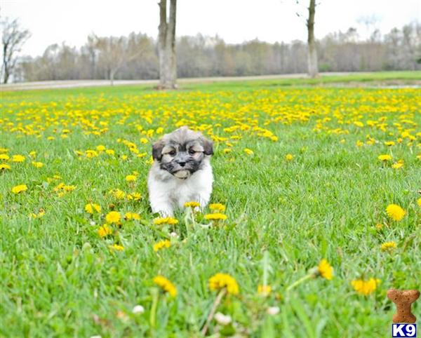 havanese puppy posted by Jlaruenpups