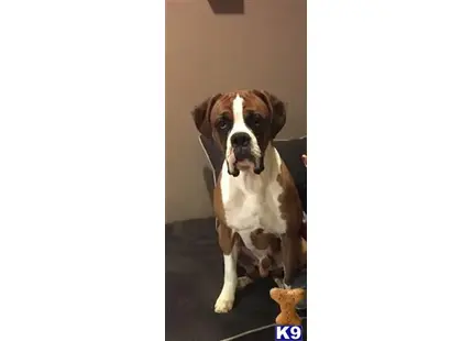 Boxer