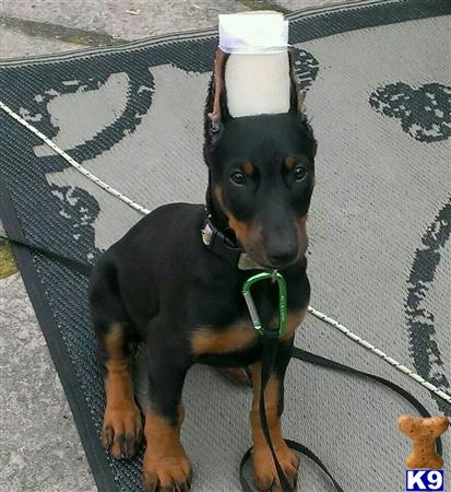 Doberman Pinscher