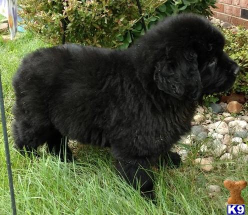 Newfoundland