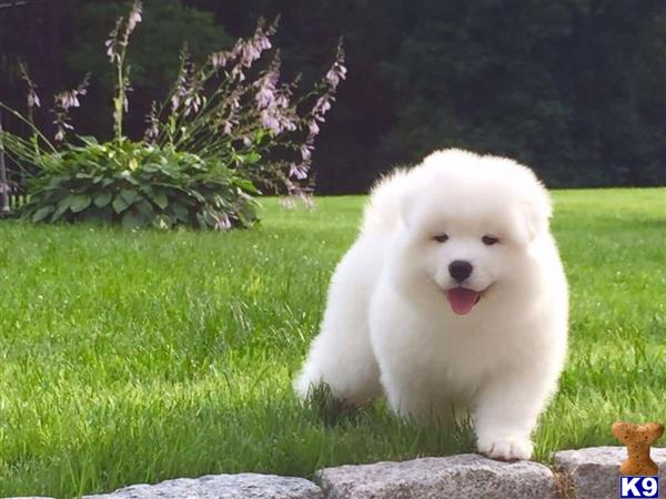 Samoyed