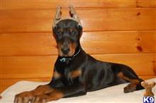 doberman pinscher puppy posted by JohnFleming2019