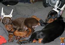 doberman pinscher puppy posted by JohnFleming2019