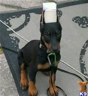 Doberman Pinscher