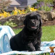 newfoundland puppy posted by JohnFleming2019