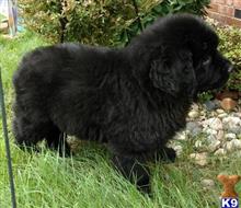 newfoundland puppy posted by JohnFleming2019
