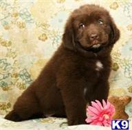newfoundland puppy posted by JohnFleming2019