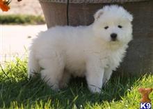 samoyed puppy posted by JohnFleming2019