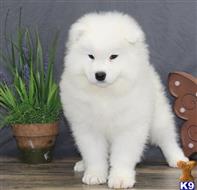samoyed puppy posted by JohnFleming2019